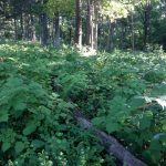 New Jersey Invasive Plants
